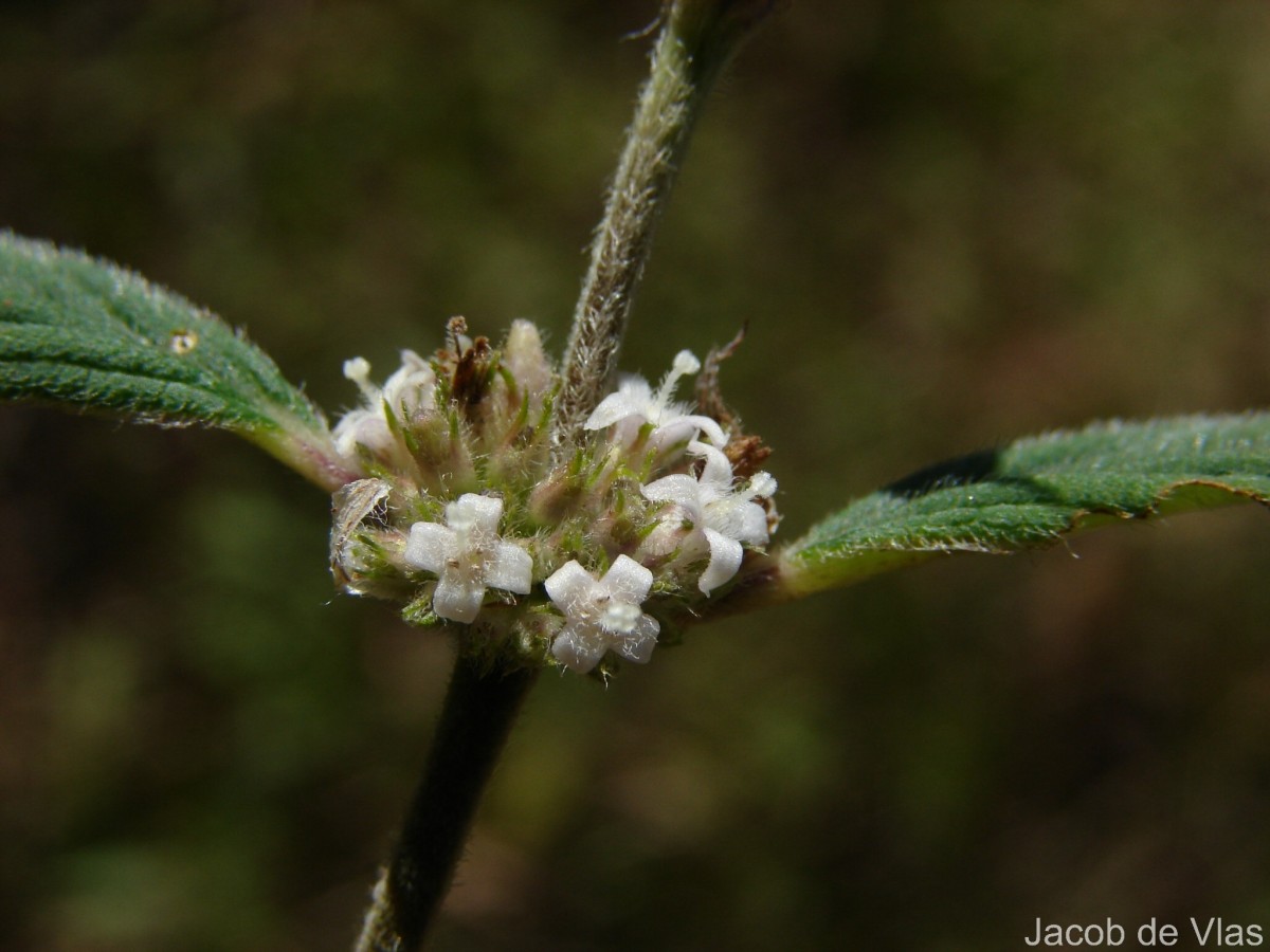 Hedyotis ceylanica N.Wikstr. & Neupane